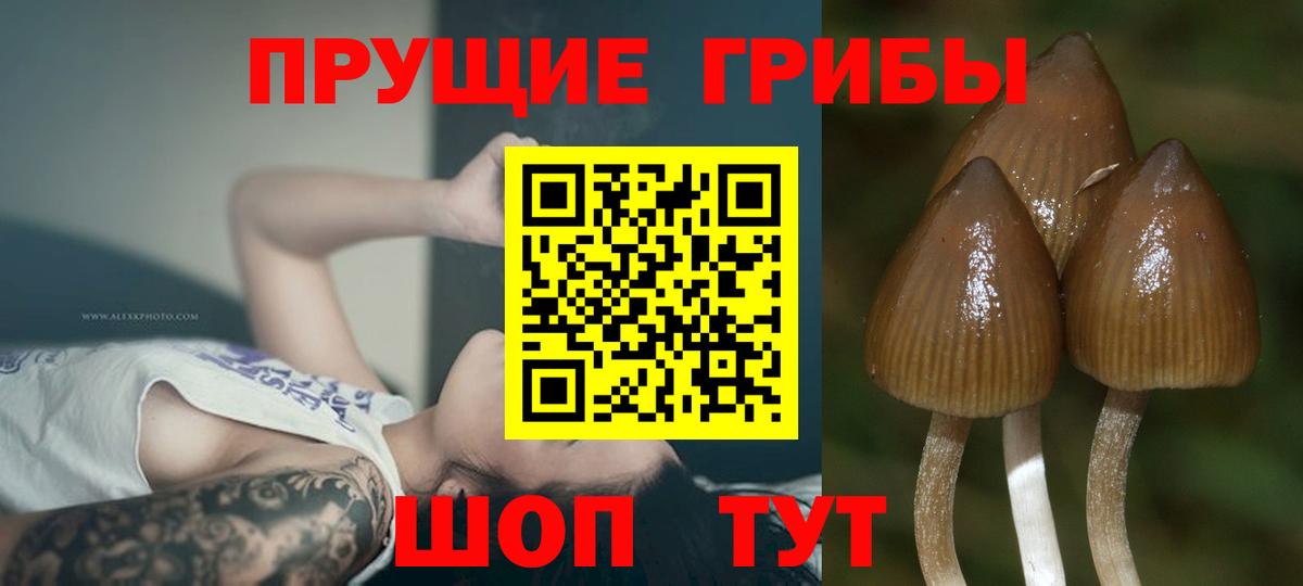 Галлюциногенные грибы MAGIC MUSHROOMS Трёхгорный